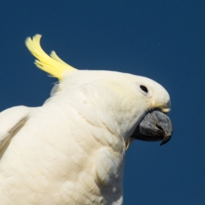 Cacatua galerita (Sulphur-crested Cockatoo) at Slade Point, QLD - 1 Mar 2023 by Petesteamer