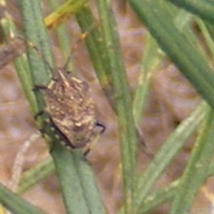 Poecilometis strigatus at Mount Taylor NR (MTN) - 20 Feb 2024