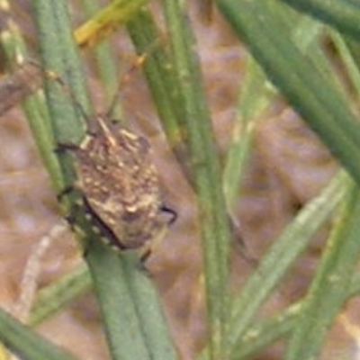 Poecilometis strigatus (Gum Tree Shield Bug) at Kambah, ACT - 20 Feb 2024 by MichaelMulvaney