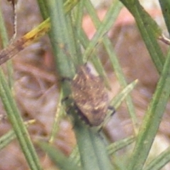 Poecilometis strigatus at Mount Taylor NR (MTN) - 20 Feb 2024