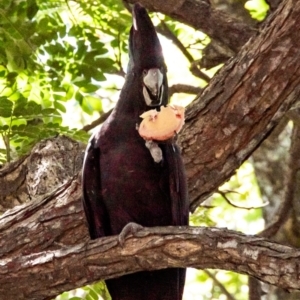 Calyptorhynchus banksii at Slade Point, QLD - 28 Feb 2023 12:40 PM