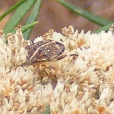 Oncocoris geniculatus (A shield bug) at Mount Taylor NR (MTN) - 20 Feb 2024 by MichaelMulvaney