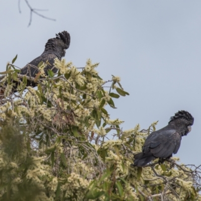 Calyptorhynchus banksii (Red-tailed Black-cockatoo) at Mount Pleasant, QLD - 11 Jul 2020 by Petesteamer