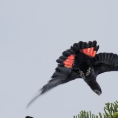 Calyptorhynchus banksii at Mount Pleasant, QLD - 11 Jul 2020 05:18 PM