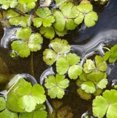 Hydrocotyle rivularis (A Pennywort) at Tinderry, NSW - 18 Feb 2024 by JaneR