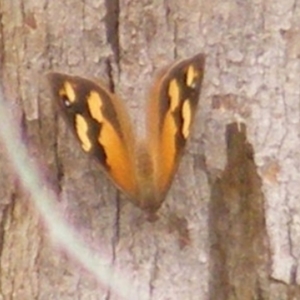 Heteronympha merope at Mount Taylor NR (MTN) - 20 Feb 2024