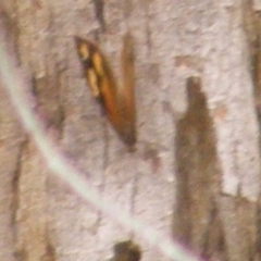 Heteronympha merope at Mount Taylor NR (MTN) - 20 Feb 2024