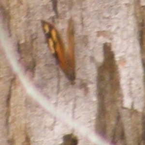 Heteronympha merope at Mount Taylor NR (MTN) - 20 Feb 2024