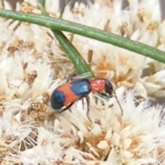 Dicranolaius cinctus (Notched-leg Red & Blue Flower Beetle) - 20 Feb 2024 by MichaelMulvaney