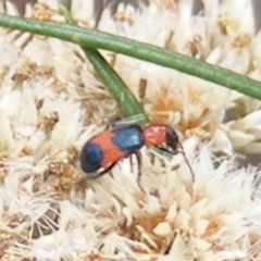 Dicranolaius bellulus (Red and Blue Pollen Beetle) at Mount Taylor NR (MTN) - 20 Feb 2024 by MichaelMulvaney