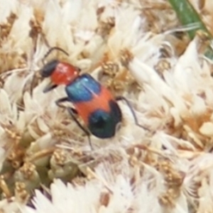 Dicranolaius bellulus at Mount Taylor NR (MTN) - 20 Feb 2024 12:58 PM