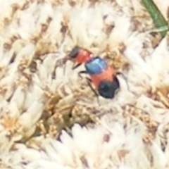 Dicranolaius bellulus at Mount Taylor NR (MTN) - 20 Feb 2024