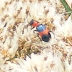 Dicranolaius bellulus at Mount Taylor NR (MTN) - 20 Feb 2024