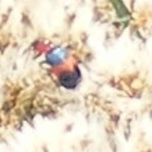 Dicranolaius cinctus at Undefined Area - 20 Feb 2024 12:58 PM