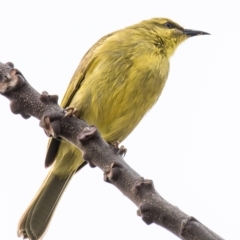 Stomiopera flava (Yellow Honeyeater) at Slade Point, QLD - 11 Jul 2020 by Petesteamer