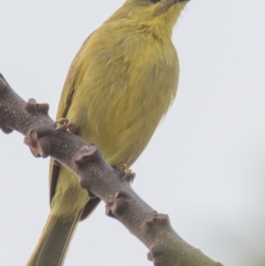 Stomiopera flava at Slade Point, QLD - 11 Jul 2020 04:27 PM