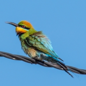 Merops ornatus at Slade Point, QLD - 12 Jul 2020