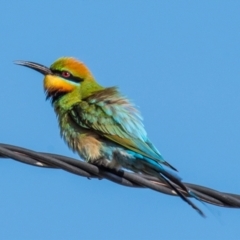 Merops ornatus (Rainbow Bee-eater) at Slade Point, QLD - 12 Jul 2020 by Petesteamer
