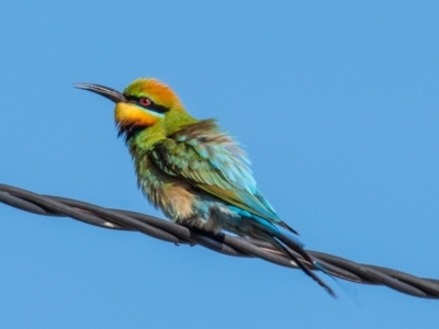 Merops ornatus (Rainbow Bee-eater) at Slade Point, QLD - 12 Jul 2020 by Petesteamer