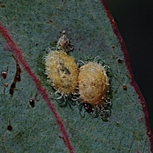 Glycaspis sp. (genus) at Throsby, ACT - 18 Feb 2024 10:00 AM