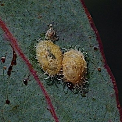 Glycaspis sp. (genus) (Unidentified sugary lerp) at Throsby, ACT - 17 Feb 2024 by betchern0t