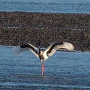 Ephippiorhynchus asiaticus at Slade Point, QLD - 11 Jul 2020