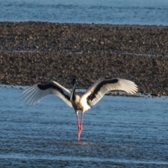 Ephippiorhynchus asiaticus (Black-necked Stork) at Slade Point, QLD - 10 Jul 2020 by Petesteamer