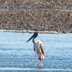 Ephippiorhynchus asiaticus at Slade Point, QLD - 11 Jul 2020