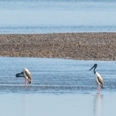 Ephippiorhynchus asiaticus at Slade Point, QLD - suppressed