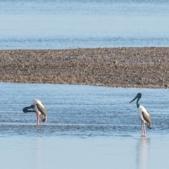 Ephippiorhynchus asiaticus at Slade Point, QLD - 11 Jul 2020