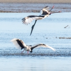 Ephippiorhynchus asiaticus at Slade Point, QLD - 11 Jul 2020