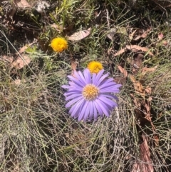 Brachyscome spathulata (Coarse Daisy, Spoon-leaved Daisy) at Namadgi National Park - 17 Feb 2024 by SamShep