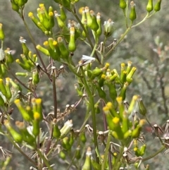 Senecio hispidulus (Hill Fireweed) at Mt Holland - 19 Feb 2024 by JaneR