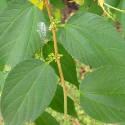 Trema tomentosa var. aspera (Native Peach) at Moollattoo, NSW - 19 Feb 2024 by plants