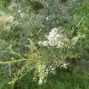 Bursaria spinosa subsp. lasiophylla at Moollattoo, NSW - 19 Feb 2024