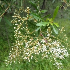 Bursaria spinosa subsp. lasiophylla at Moollattoo, NSW - 19 Feb 2024