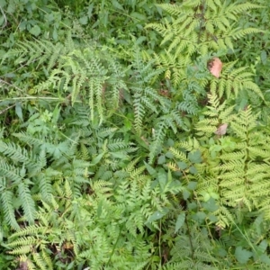 Pteris tremula at Moollattoo, NSW - 19 Feb 2024 11:19 AM