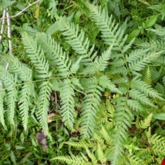 Pteris tremula at Moollattoo, NSW - 19 Feb 2024 11:19 AM