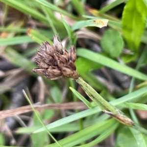 Juncus falcatus at Mt Holland - 19 Feb 2024 11:30 AM