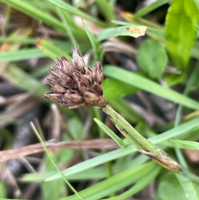 Juncus falcatus (Sickle-leaf Rush) at Tinderry, NSW - 19 Feb 2024 by JaneR