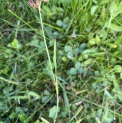 Juncus falcatus at Mt Holland - 19 Feb 2024