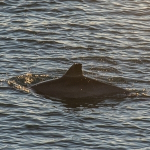 Tursiops truncatus at Slade Point, QLD - 17 Aug 2020