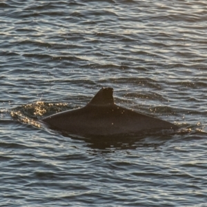 Tursiops truncatus at Slade Point, QLD - 17 Aug 2020 08:47 AM