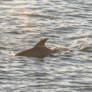 Tursiops truncatus at Slade Point, QLD - 17 Aug 2020