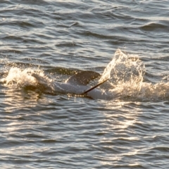Tursiops truncatus at Slade Point, QLD - 17 Aug 2020 08:47 AM