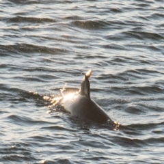Tursiops truncatus at Slade Point, QLD - 17 Aug 2020 08:47 AM