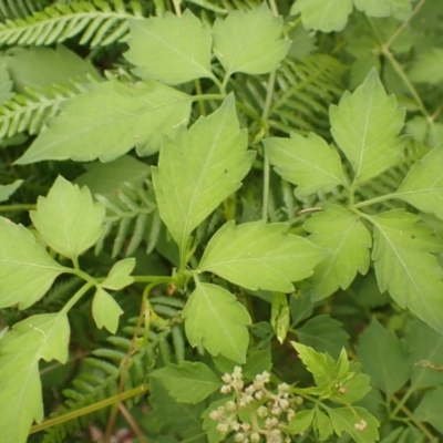 Cayratia clematidea (Slender Grape) at Moollattoo, NSW - 19 Feb 2024 by plants