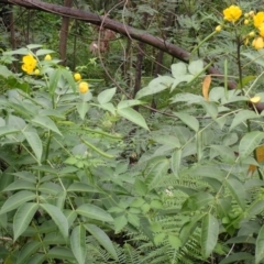 Senna septemtrionalis (Winter Senna, Arsenuc Bush) at Moollattoo, NSW - 19 Feb 2024 by plants