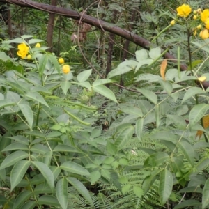 Senna septemtrionalis at Moollattoo, NSW - 19 Feb 2024