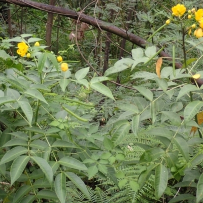 Senna septemtrionalis (Winter Senna, Arsenuc Bush) at Moollattoo, NSW - 19 Feb 2024 by plants